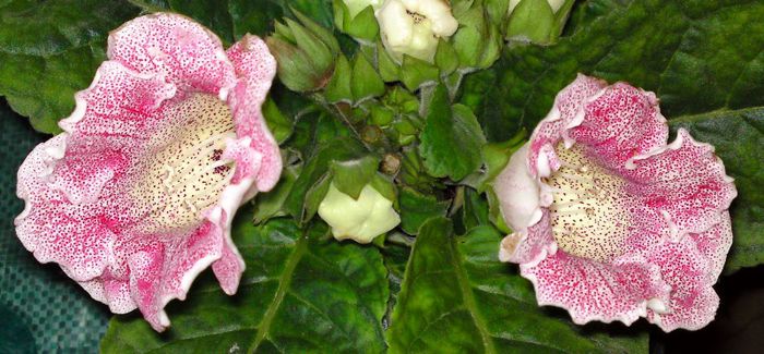 Din florarie - Gloxinii