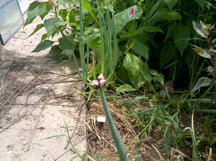 IMG-20130713-01796 - gradina 2013