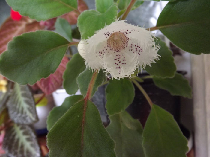 DSCF0267 - Alte Gesneriaceae