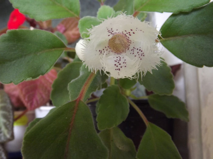 Alsobia - Alte Gesneriaceae