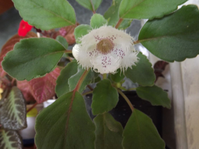 DSCF0269 - Alte Gesneriaceae