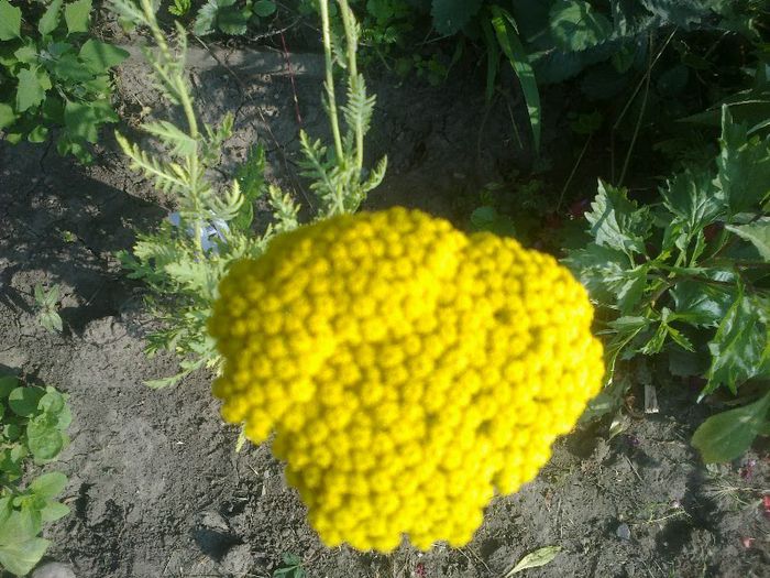 achillea cloth of gold - Flori 2013