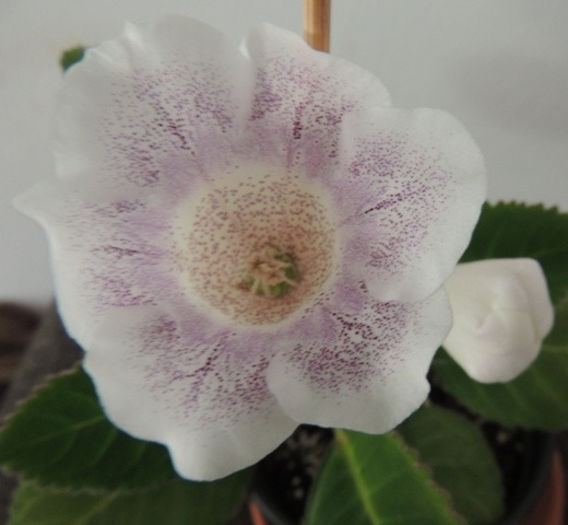 DSCN0884 - gloxinii  si minisinningii 2013