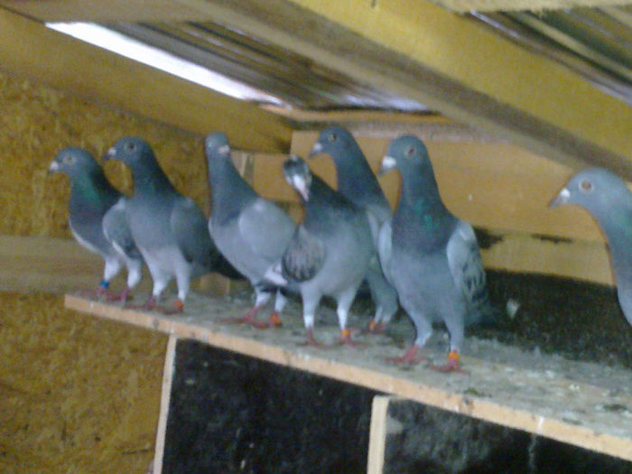 Multumiri d-lui dr.Sorin Paul Stanescu; Multumiri d-lui dr.Sorin Paul Stanescu
