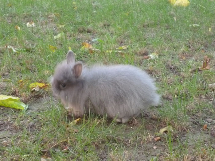 P1000362 - 4 Iepuri angora pitic