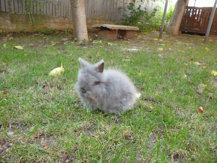 P1000367 - 4 Iepuri angora pitic