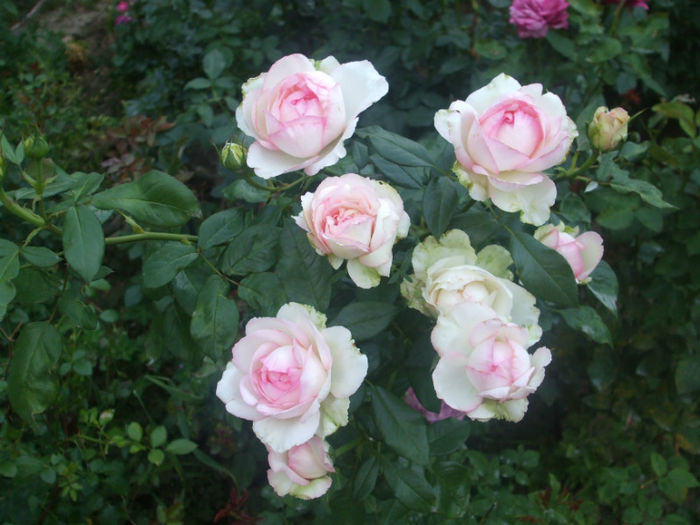 Rose Optimiste
