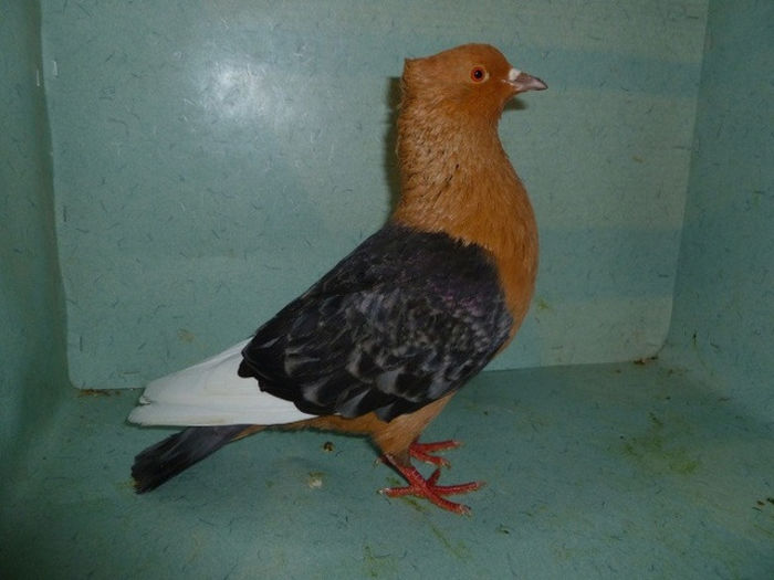 355