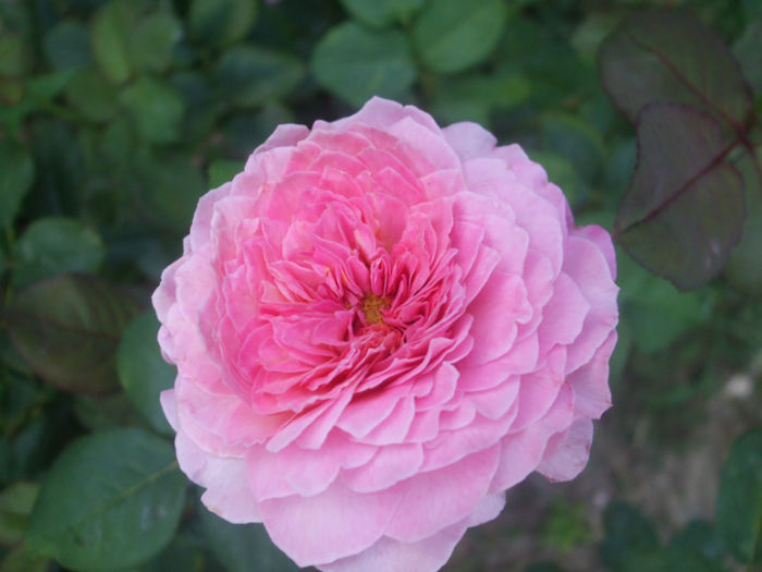 Florajet - vara 2013