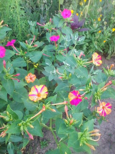 Picture 093 - flori de gradina 2013
