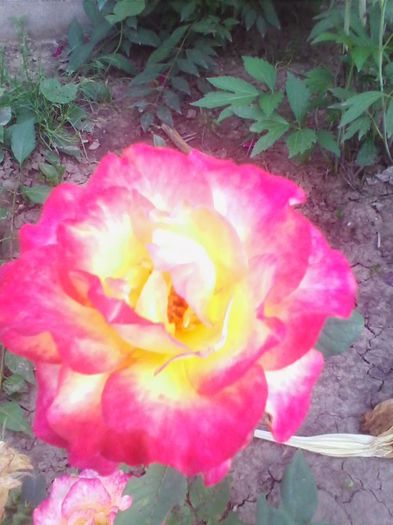 Picture 088 - flori de gradina 2013