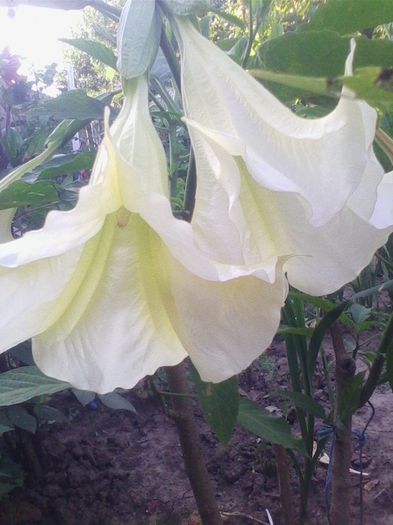 brugmansie alba simpla - flori de gradina 2013