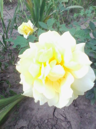 Picture 091 - flori de gradina 2013