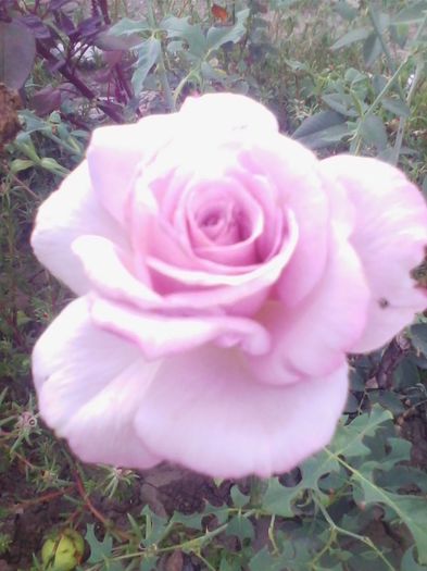 Picture 092 - flori de gradina 2013