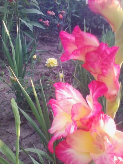 Picture 084 - flori de gradina 2013