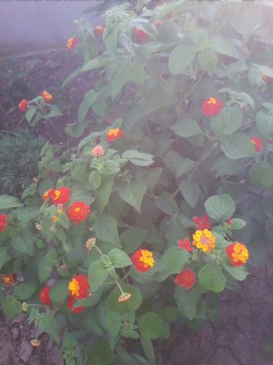 lantana - flori de gradina 2013