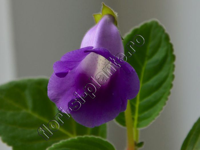 Sinningia Luci s Ametist Bell - GLOXINIA_SINNINGIA - Hibrizii mei -My hybrids