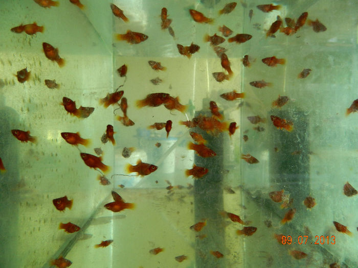 PESTI IULIE 334 - platy red coral balon