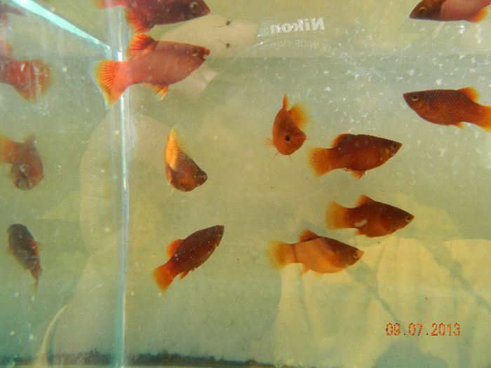 PESTI IULIE 356 - platy red coral balon