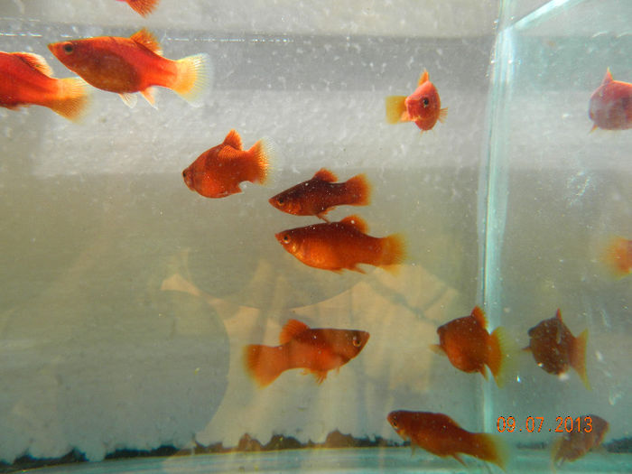 PESTI IULIE 357 - platy red coral balon