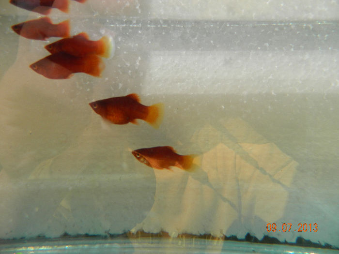 PESTI IULIE 358 - platy red coral balon