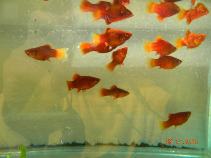 PESTI IULIE 362 - platy red coral balon