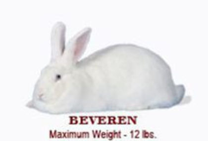 89705232_JAUDRBA3 - TRATAMENTE IEPURI