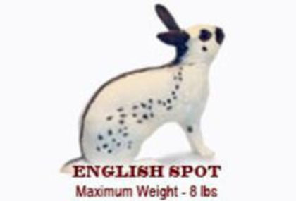 89705281_PEDLUPW - TRATAMENTE IEPURI