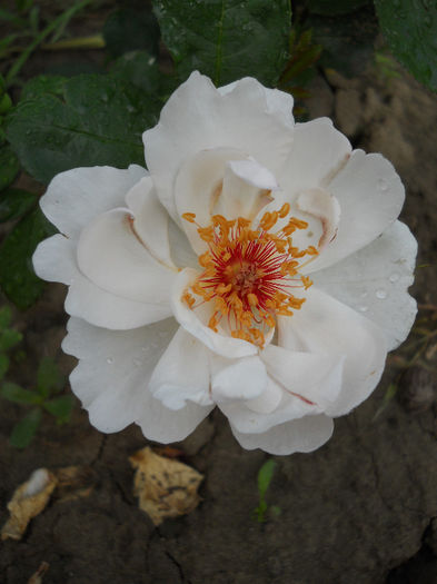 Jacqueline du Pré