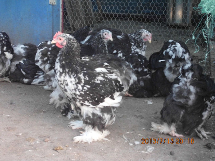 IMG_8701 - Cochin bobat 2015
