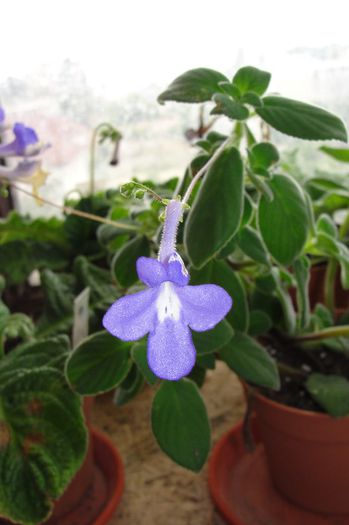 streptocarpela - Alte gesneriaceae
