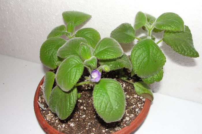 Nautilocalyx Goteburg - Alte gesneriaceae