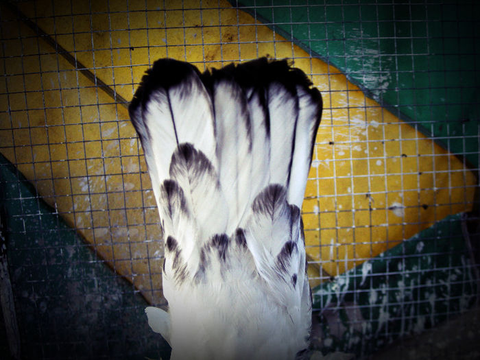alb coada neagra - Porumbei uriasii maghiari