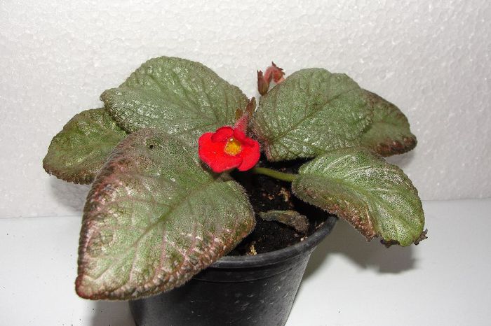  - Episcia Jim_s