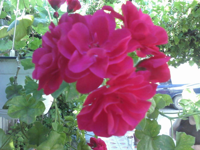 muscata curgatoare( am pierdut-o)