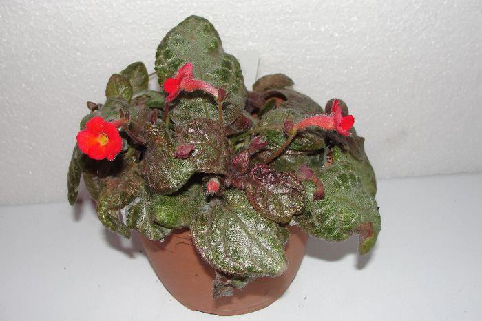  - Episcia A