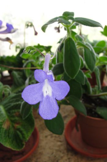  - Alte gesneriaceae