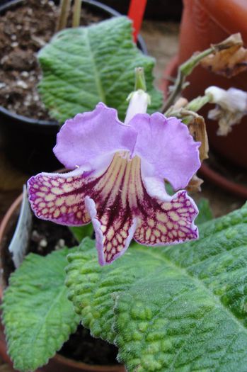Bridie - Alte gesneriaceae