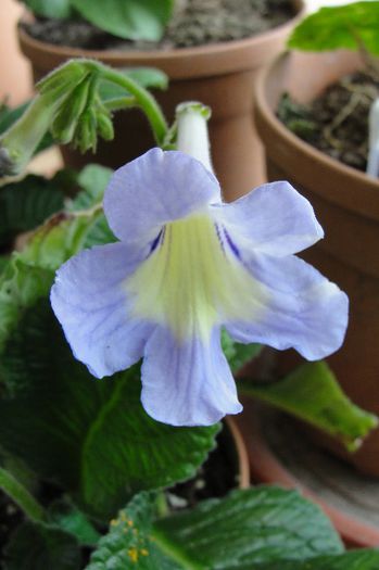 Psychedelic Sun - Alte gesneriaceae