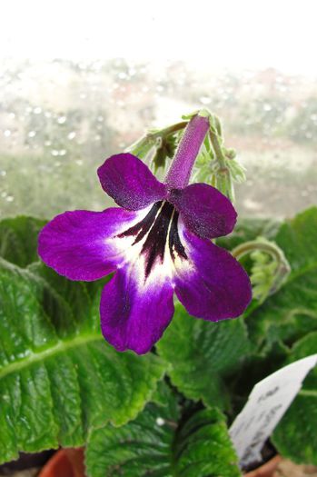 Spiritual Coridor - Alte gesneriaceae