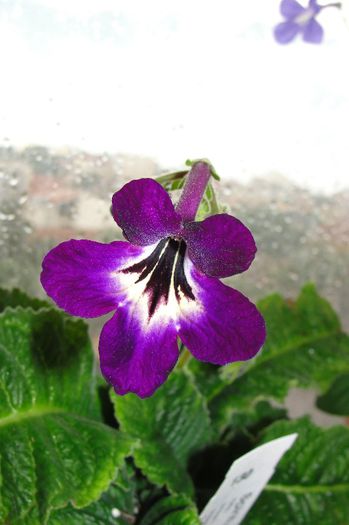  - Alte gesneriaceae