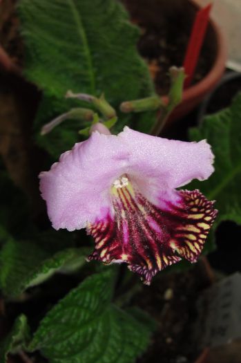 Fiona - Alte gesneriaceae