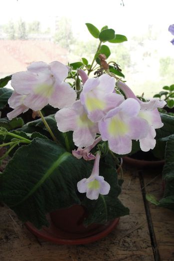  - Alte gesneriaceae
