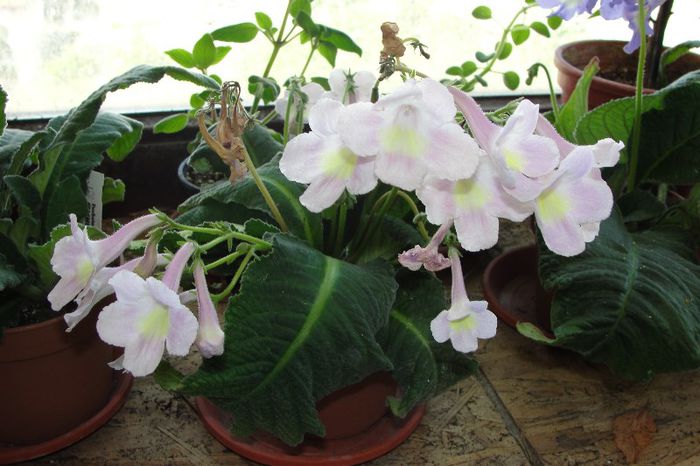  - Alte gesneriaceae