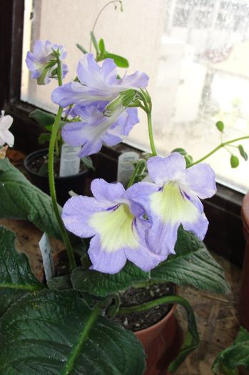  - Alte gesneriaceae