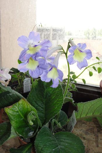  - Alte gesneriaceae
