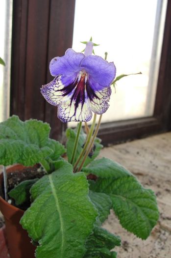  - Alte gesneriaceae