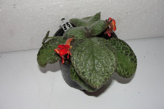 Heartland's Floeting Gold - Episcia H