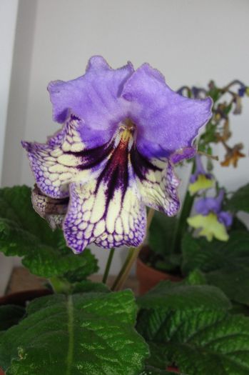 - Alte gesneriaceae