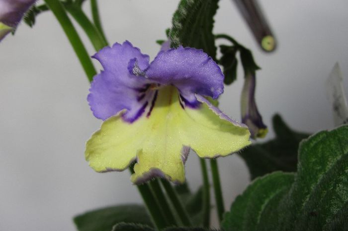  - Alte gesneriaceae